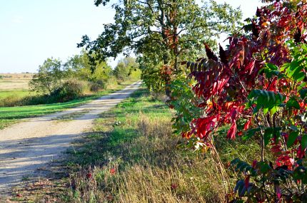 Red sumac on Badger State Trail