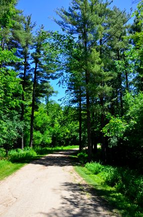 COL Trail through tall pines in Grant Woods