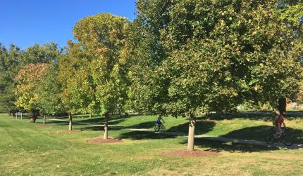 Line of trees along Fox River Trail at Otto Park