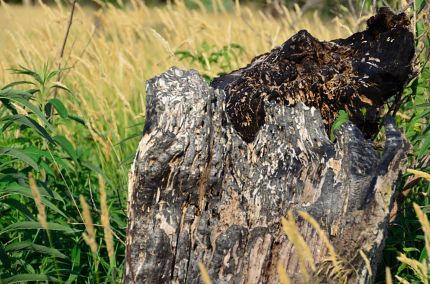 Close-up of burned out tree stump by bike trail