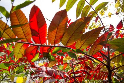 Fall Color Photo from Bike Trail