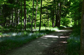 Wooded part of Peninsula State Park Trail