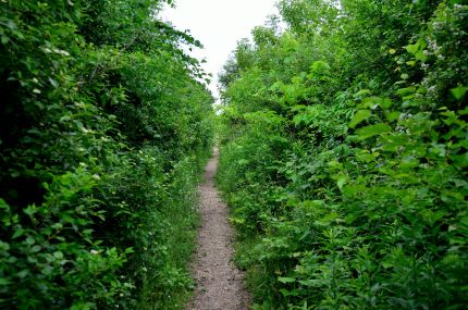 Overgrown Bike Path