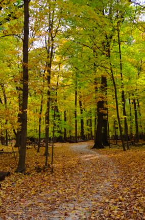 Leaf covered bike trail