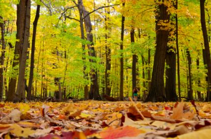 Des Plaines River Trail with fall colors