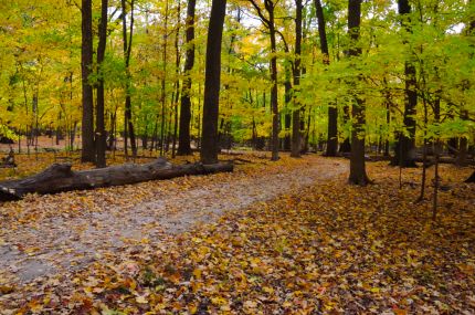 View of fall colors on DPRT