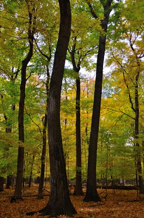 Autum tall bent trees