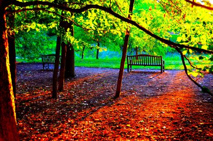 Tranquil sunset scene in Botanic Gardens