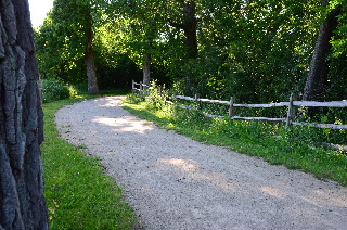 Old growth tree, bike trail and rail fence.