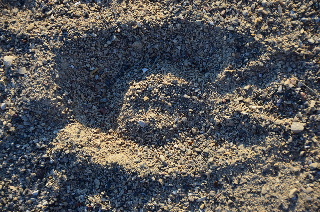 Horse footprint on Millennium Bike Path