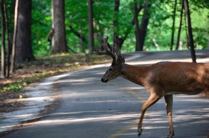 Deer crossing the North Branch Bike Trail