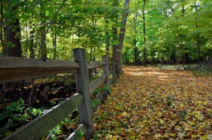 Leaf covered trail branching out from the NBT