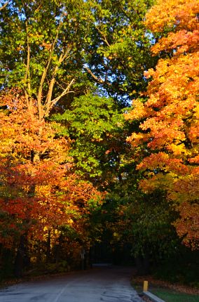 Beautiful Fall colors on North Branch Trail bike ride.