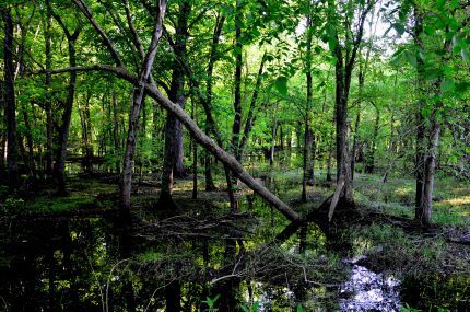 Trees submerged in Water near the trail