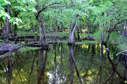 Trees in Stream near bike trail