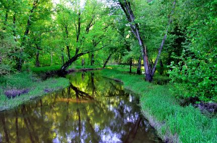 Stream winding through the woods