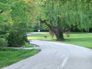 The willow tree on Dewey