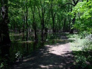 Wright Woods trail Flooding