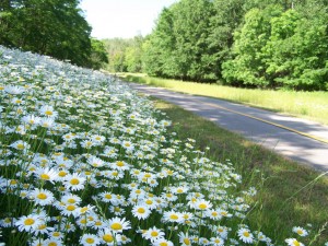 Daisies Along the Paul Douglas Bike Trail