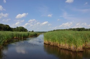 Wetlands and stream into Moraine Hills Park