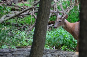 Deer in Miami Woods along the North Branch Trail