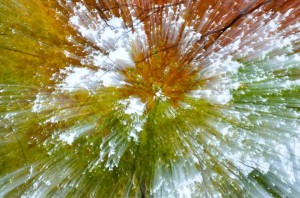 Creative Fall Colors from Des Plaines River Trail