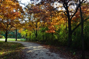 Fall Colors on the Millennium Trail