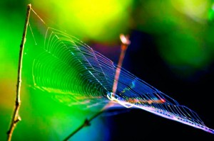 Spider web along Des Plains River Trail