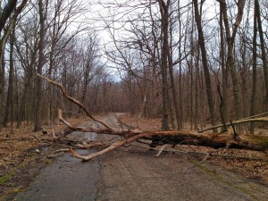 More fallen trees on Orange Trail in Deer Grove