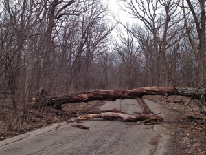 Fallen Tree in Deer Grove