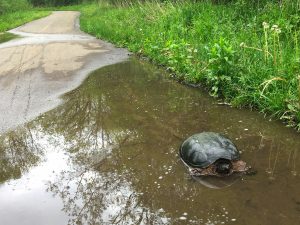 Trail turtle