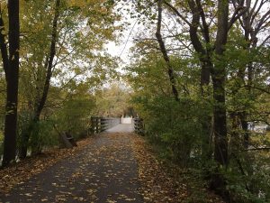 New trail bridge in Algonquin