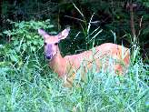 DRP Trail Deer by bike path...