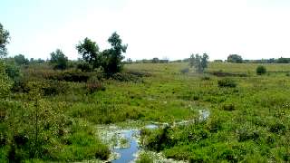 Marshy creek