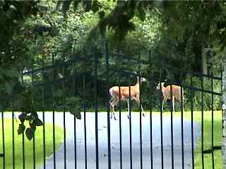 Deer along the I&M canal trail