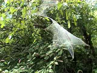 A huge cacoon along the bike trail