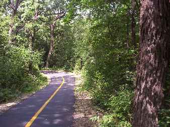 More of the Sterne's Woods part of the bike trail